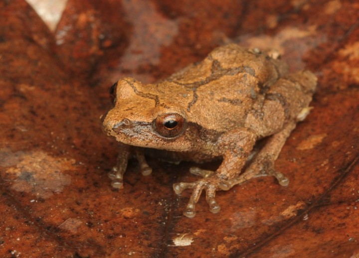 Spring Peeper